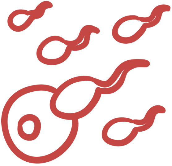 Egg and sperm graphic